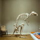 Illustration for article titled The Things Skeletons Do When Youre Not Looking